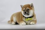 Shiba Inu Pups te koop - Belgische Shiba fokker, Dieren en Toebehoren, Honden | Poolhonden, Keeshonden en Oertypen, Meerdere, 8 tot 15 weken