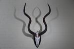 Greater Kudu Schedel - Tragelaphus strepsiceros - 50 cm -, Verzamelen, Dierenverzamelingen, Nieuw