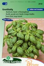 Grootbladig Basilicum Zaden: Kweek Heerlijke, Aromatische, Verzenden