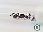 Mieren houden? Wegmier, Oogstmier, Reuzenmieren etc!, Dieren en Toebehoren, Insecten en Spinnen, Mieren