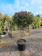 Photinia Dicker Tony meerstammig glansmispel, Tuin en Terras, Planten | Bomen, Ophalen