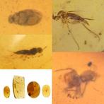 Birmese barnsteen - Fossiele cabochon - Group of 4 pieces