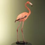 Rode Flamingo Taxidermie Opgezette Dieren By Max, Ophalen of Verzenden, Nieuw, Vogel, Opgezet dier