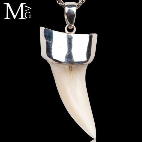 Haai Set tanden - Isurus oxyrinchus - 47 mm - 19 mm - 10 mm, Antiek en Kunst, Curiosa en Brocante