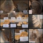 Oude fossielenverzameling met meer dan 20 stuks - Fossiele