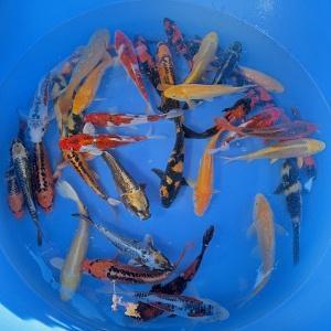 Koi en Steur Twello:  volledig assortiment kois én steuren!!, Dieren en Toebehoren, Vissen | Vijvervissen, Karper of Koi
