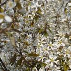 Krentenboom haagplant - Amelanchier lamarckii - 300-350 cm, Ophalen of Verzenden