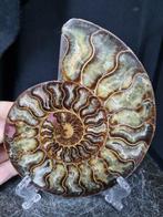 Beautiful big Ammonite - Gefossiliseerd dier - Aioloceras