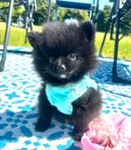 Schattige, gezonde pomeranian pomeriaan pups teef en reu, Parvo, Overige rassen, 8 tot 15 weken, Meerdere