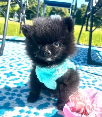 Schattige, gezonde pomeranian pomeriaan pups teef en reu beschikbaar voor biedingen