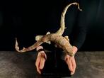 kleine haai Taxidermie volledige montage - Haleulurus, Verzamelen, Dierenverzamelingen, Nieuw