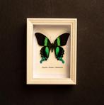 Vlinder Taxidermie volledige montage - Papilio Blumei - 20.5, Verzamelen, Dierenverzamelingen, Nieuw