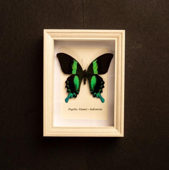 Vlinder Taxidermie volledige montage - Papilio Blumei - 20.5, Verzamelen, Dierenverzamelingen