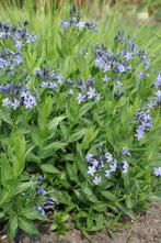 Blauwe ster Amsonia Blue Ice 5-10 Pot P9, Tuin en Terras, Planten | Tuinplanten