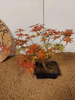 Japanese maple bonsai (Acer palmatum) - Hoogte (boom): 26 cm, Antiek en Kunst