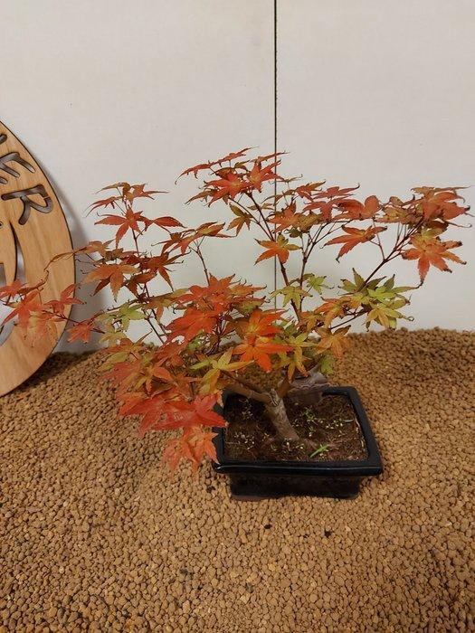 Japanese maple bonsai (Acer palmatum) - Hoogte (boom): 26 cm, Antiek en Kunst, Curiosa en Brocante