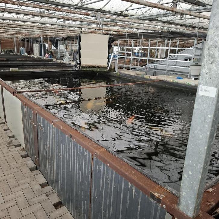 Ca. 30x Koi karper 1x steur, Dieren en Toebehoren, Vissen | Vijvervissen