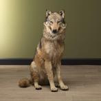 Common Wolf - adult female - Taxidermie volledige montage -, Verzamelen, Nieuw