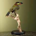 Toekan Taxidermie volledige montage - Selenidera piperivora, Verzamelen, Nieuw