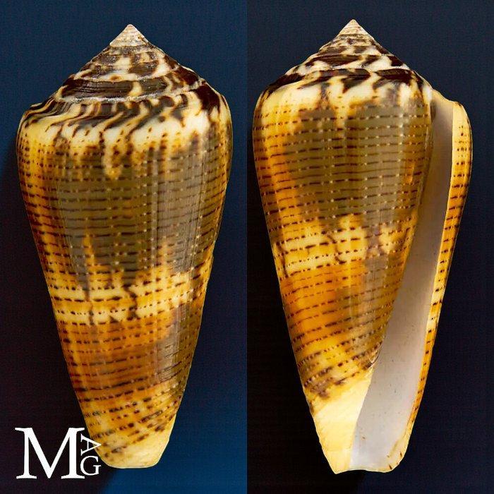 Conidae schelp exemplaar Zeeschelp - Conus Magus forma, Antiek en Kunst, Curiosa en Brocante