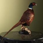 Fazant Taxidermie Opgezette Dieren By Max, Verzamelen, Dierenverzamelingen, Ophalen of Verzenden, Nieuw, Vogel, Opgezet dier