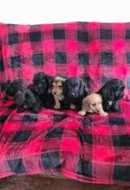 kleine x puppies.  dwergteckel x dwergpoedeltje.  Doxipoo!, Parvo, 8 tot 15 weken, Meerdere, Nederland