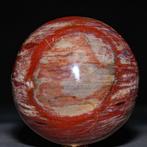 Bol van gepolijst fossiel hout - Collectie van topkwaliteit