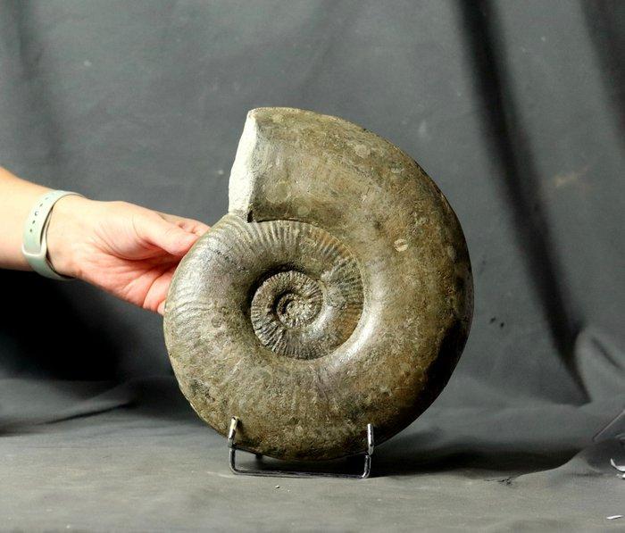 Fijne ammoniet op standaard - Grote maat - Met, Verzamelen, Mineralen en Fossielen