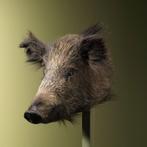 Wild Zwijn Klein Taxidermie Opgezette Dieren By Max, Verzamelen, Ophalen of Verzenden, Nieuw, Wild dier, Opgezet dier