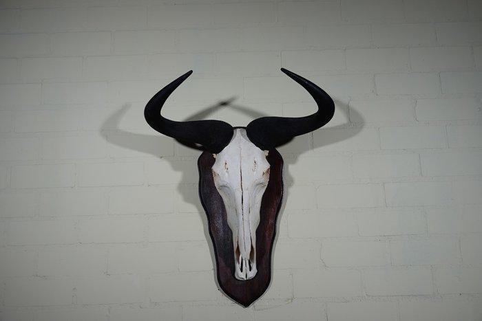 Large and heavy Blue Wildebeest Schedel - Connochaetes, Antiek en Kunst, Curiosa en Brocante