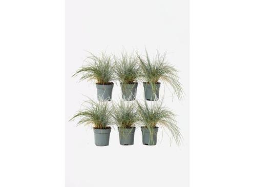 Festuca blauw zwenkgras - set van 6, Huis en Inrichting, Kamerplanten, Verzenden
