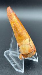 Spinosaurus - Fossiele tand - Cretaceous Spinosaurus Tooth –, Verzamelen, Mineralen en Fossielen