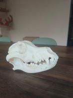 Hond Schedel van een zoogdier - Pastor Belga Malinois - 11, Verzamelen, Dierenverzamelingen, Nieuw