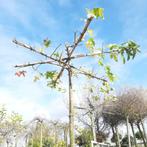 Dakamberboom - Liquidambar styraciflua - Kruisdak | omtrek:, Tuin en Terras, Ophalen of Verzenden