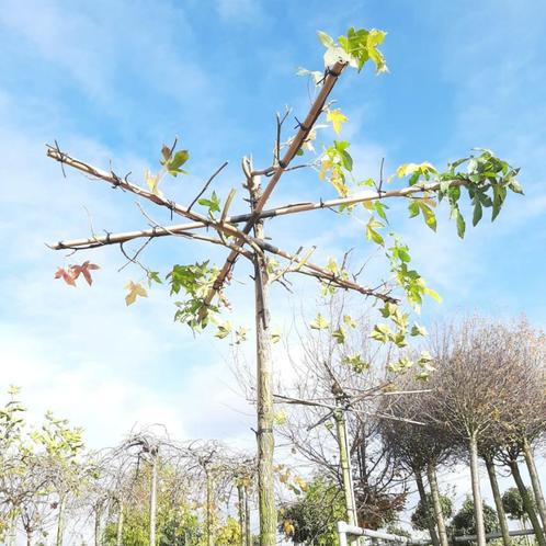 Dakamberboom - Liquidambar styraciflua - Kruisdak | omtrek:, Tuin en Terras, Planten | Bomen, Ophalen of Verzenden