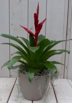 Bromelia taupe pot 30 cm, Huis en Inrichting, Kamerplanten, Verzenden