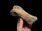 ENORME FALANGE - Fossiel skelet - Dinosauro - 16.5 cm - 7 cm, Verzamelen, Mineralen en Fossielen