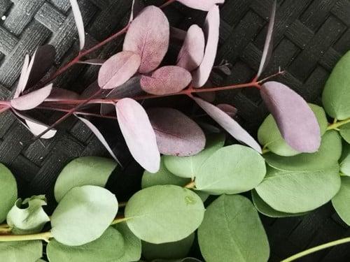 Bloemenzuigverf aquatint 58 aubergine voor verse bloemen, Huis en Inrichting, Woonaccessoires | Kunstplanten en Kunstbloemen, Nieuw