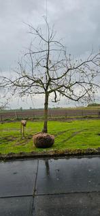 appelboom hoogstam  elstar goudreinette sterappel, In pot
