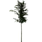 Beukenboom - Carpinus Betulus - Omtrek: 6-10 cm | Hoogte: 30, Ophalen of Verzenden