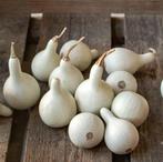 Dancing ghost F1 kalebas 50 zaden, Ophalen of Verzenden, Nieuw