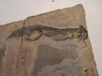 amfibieën en vissen - Fossiel skelet, Verzamelen