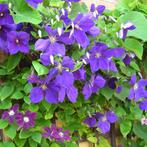 Clematis ‘Jackmanii - 60-80 cm, Tuin en Terras, Planten | Tuinplanten, Ophalen of Verzenden