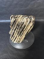 Wolharige mammoet - Fossiele kies - 16 cm - 12 cm  (Zonder, Verzamelen, Mineralen en Fossielen