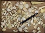 Uitgebreide fossielen schelpen collectie - Lutetian -, Verzamelen, Mineralen en Fossielen