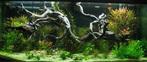 Spider wood 50-65cm aquarium decoratie hout, Dieren en Toebehoren, Nieuw, Sierelement, Verzenden