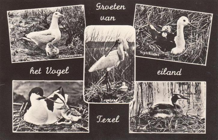 TEXEL - Meerluik Groeten van het Vogel Eiland Texel, Verzamelen, Ansichtkaarten | Nederland, Verzenden