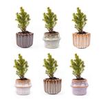 Mini kerstboom set 6 - Inclusief pot set Barcelona, Verzenden