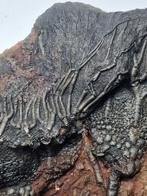 Crinoide - Gefossiliseerd dier - 20 cm, Verzamelen, Mineralen en Fossielen