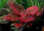 Rode tijgerlotus  - Nymphaea lotus rood aquariumplant